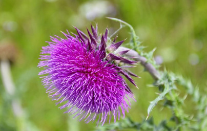 Olej z pestreca mariánskeho (Silybum marianum) Olej z pestreca mariánskeho (Silybum marianum)